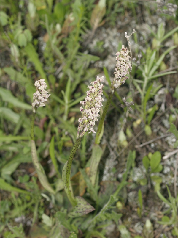 neotinea maculata